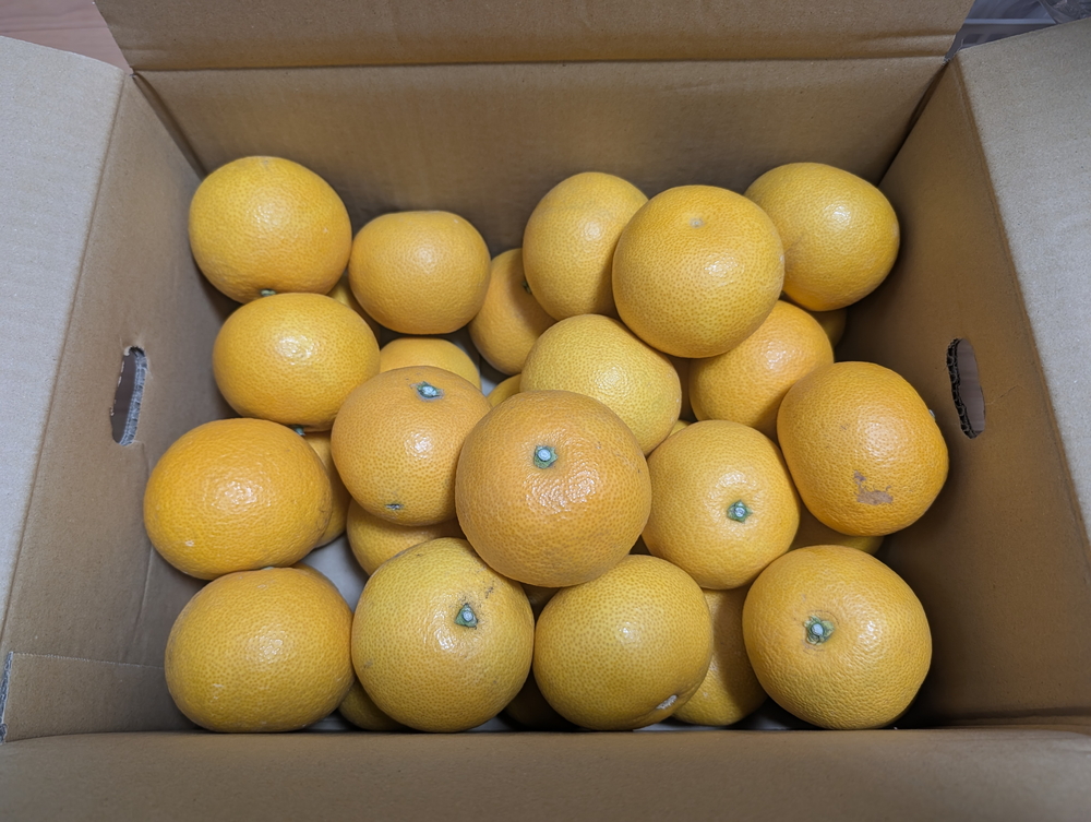 届いた八朔の箱